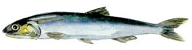 joaquin sabina, anchoas